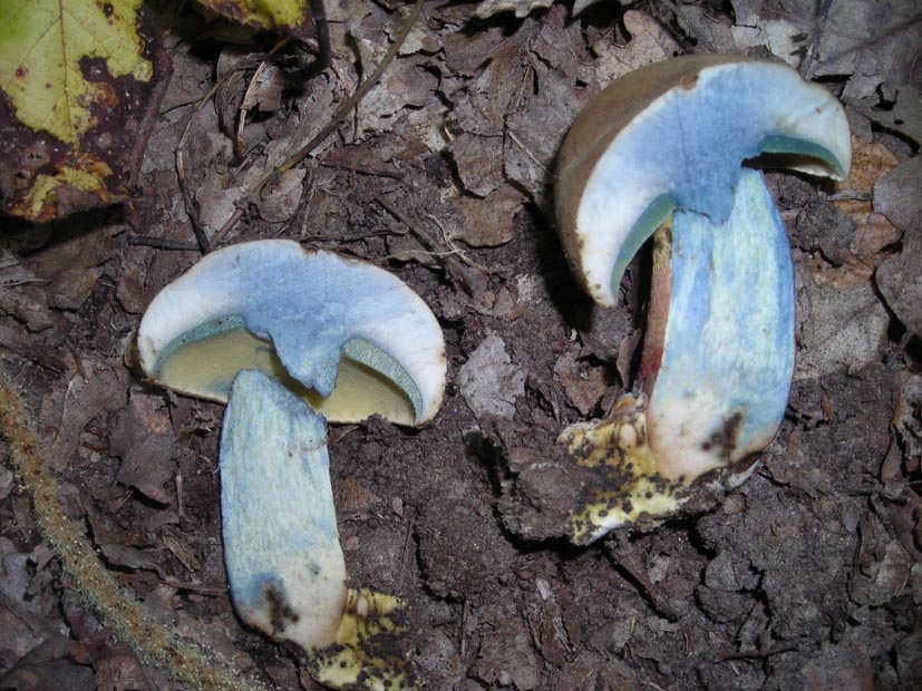 Boletus satanas?